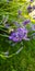 Honey bee pollinating lavender flower. Apis mellifera in lavandula