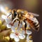 Honey bee pollinating lavender flowers