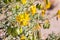 Honey bee pollinating Peritoma arborea (known as bladderpod, burrofat and California cleome) wildflowers, Tree National Park,