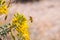 Honey bee pollinating Peritoma arborea (known as bladderpod, burrofat and California cleome) wildflowers, Tree National Park,