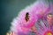 Honey bee pollinating a pink Australian Corymbia blossom