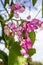 Honey Bee Pollinating the Pink Blossoming Flowers of a Queen\'s Wreath Vine