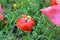 Honey bee pollinating a poppy flower in the meadow.