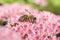 Honey Bee Pollinating Sedum With Rain Droplets