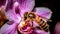 Honey bee pollinating a stunning lavender orchid flower. Generative AI