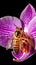 Honey bee pollinating a stunning lavender orchid flower. Generative AI