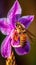 Honey bee pollinating a stunning lavender orchid flower. Generative AI