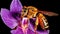 Honey bee pollinating a stunning lavender orchid flower. Generative AI