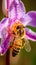 Honey bee pollinating a stunning lavender orchid flower. Generative AI