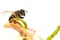 Honey bee pollinating tamarind flowers on white background.Bees are useful for agriculture.