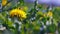 Honey bee pollinating wild dandelion flower.
