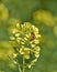 Honey bee pollinating wild flowers