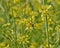 Honey bee pollinating wild flowers