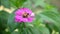 Honey bee pollinating working on pink flowers Zinnia the popular ornamental flower plant in summer garden nature background,