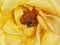 Honey bee pollinating a yellow rose