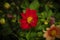 Honey bee pollination on red Dahlia.