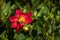 Honey bee pollination on red Dahlia.