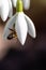 Honey bee pollinator on first spring snowdrops flowers collects pollen and nectar for seasonal honey in february with white petals