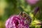 Honey bee is posing on  Hibiscus flower closeup