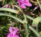 Honey Bee with Proboscis sticking out