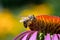 Honey bee On purple coneflower. Closeup