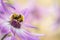 Honey Bee on purple flower