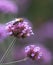 Honey bee on purple flower verbena bonariensis collecting pollen in a botanical garden