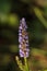 Honey bee on the purple flowers of Pickerel Weed Pontederia cord