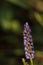 Honey bee on the purple flowers of Pickerel Weed Pontederia cord