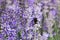 Honey bee on a purple lavender flower