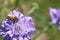 Honey bee on purple pin cushion flower