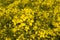 Honey bee on a rapeseed blossom