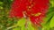 Honey Bee on Red Bottlebrush Flower 08 Slow Motion