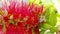 Honey bee on red bottlebrush flower slow motion