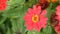 Honey bee in a red zinnia flower