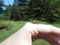 Honey bee resting on hand.