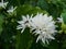 Honey bee on Robusta coffee blossom on tree plant with green leaf with black color in background