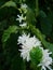 Honey bee on Robusta coffee blossom on tree plant with green leaf with black color in background