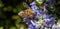 Honey bee on rosemary flower. Honeybee collect nectar from blue purple blossom, close up view