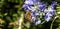 Honey bee on rosemary flower. Honeybee collect nectar from blue purple blossom, close up view