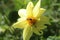 A honey bee searching juice in the dahlia flower