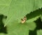 Honey Bee sits on the leaf of a milkweed plant