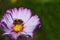 A honey bee sits on a purple meadow flower and searches for pollen, against a green background