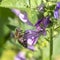 Honey bee sits on a purple soapwort flower against a green background