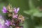 Honey bee sits on a purple soapwort flower against a green background