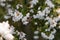 Honey bee sitting on Erica formosa flowers