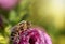 Honey bee is sitting on Hibiscus flower closeup