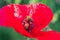 Honey Bee sitting inside red poppy flower. focus