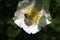 Honey bee sitting on the white flower