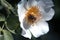 Honey bee sitting on the white flower